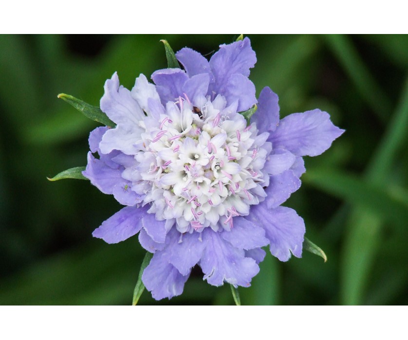 Caucasian Pincushion Flower